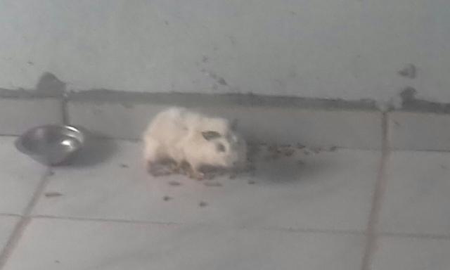 Vende-se porquinho da india 25 reais