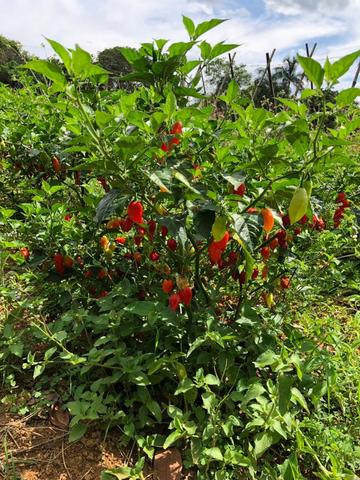 Sérgio Soares Vende: Linda chácara na Ponte Alta 3 hectares - Foto 11