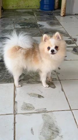 Spitz alemão  - Foto 5