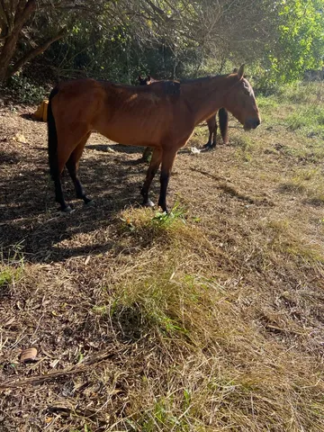 Cavalos de Salto: de A a Z – Cavalo de Salto Argentina