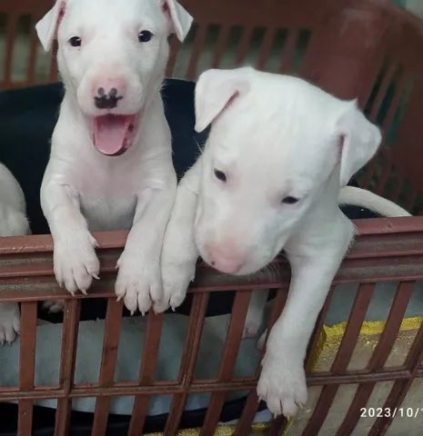 Bull Terrier Inglês: confira tudo sobre essa raça