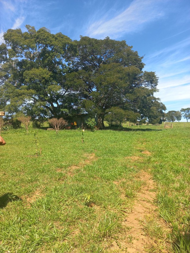 Chácara em bela Vista  - Foto 3