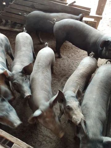 Vendo barato porcas,reprodutor e leitões