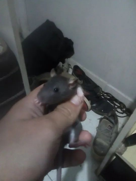 Casal Twister 2 meses 