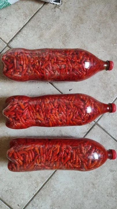 Pimenta malagueta e biquinha