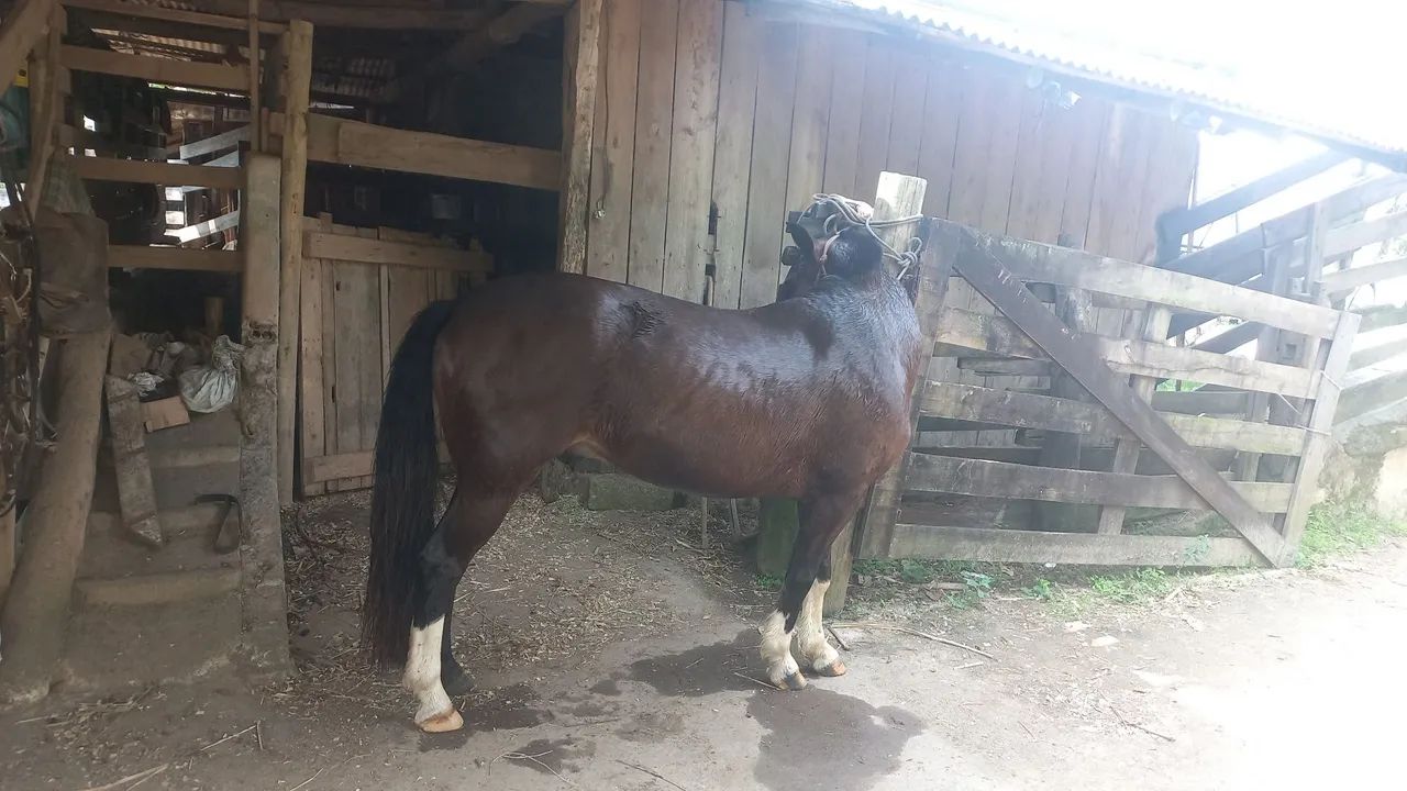 Cavalo crioulo  - Foto 3