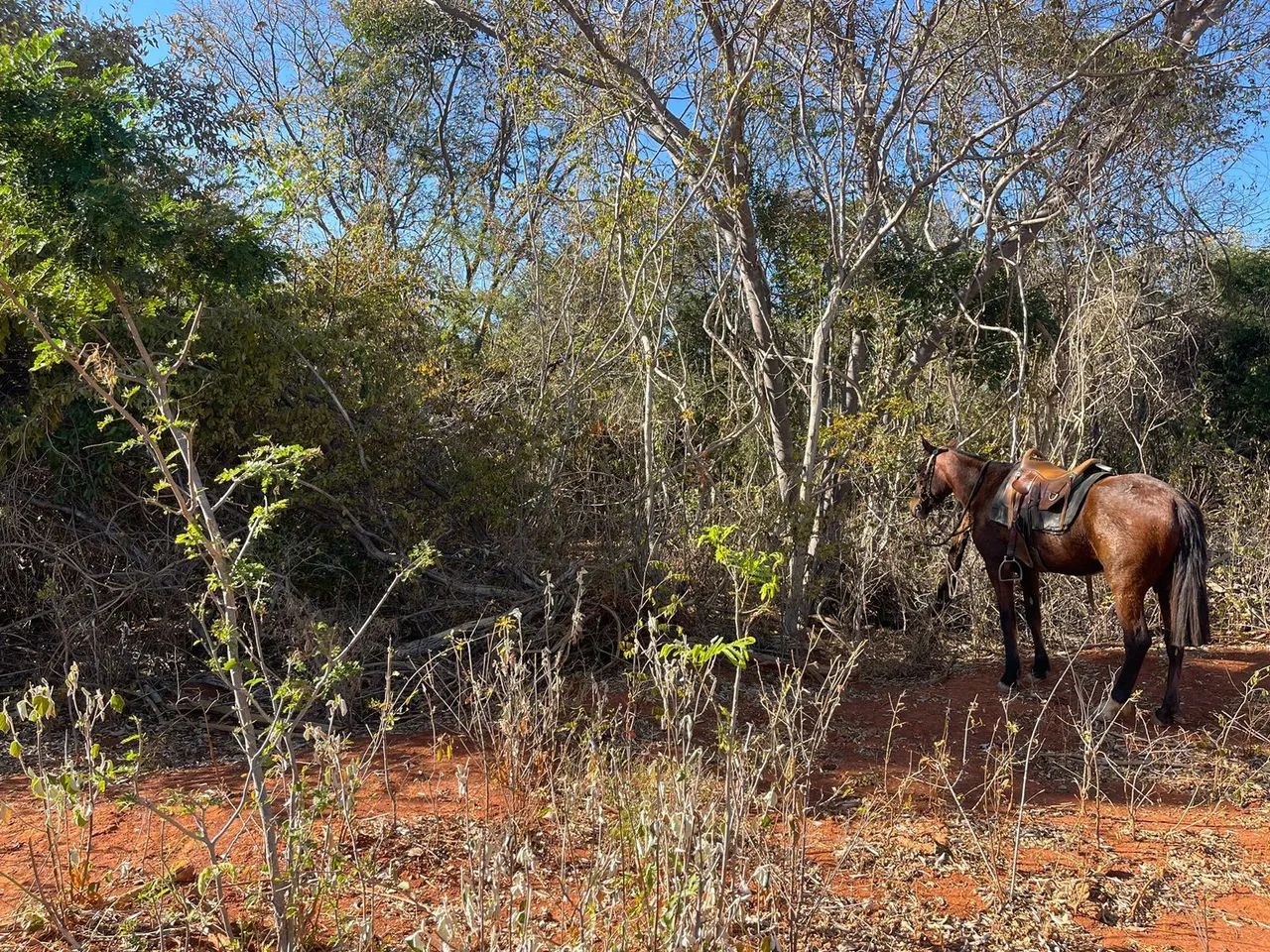 Area 240 Hecatres!! Escriturada e Geo Referenciada!!!Aceita veiculo e Imovel... - Foto 11