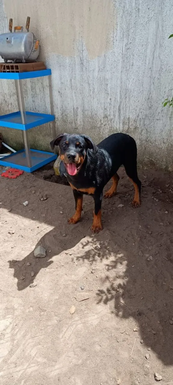 Rottweiler filhote - 5 meses