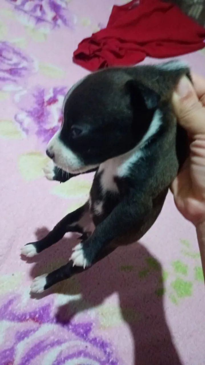 Filhote Pitbull Fêmea  - Foto 3