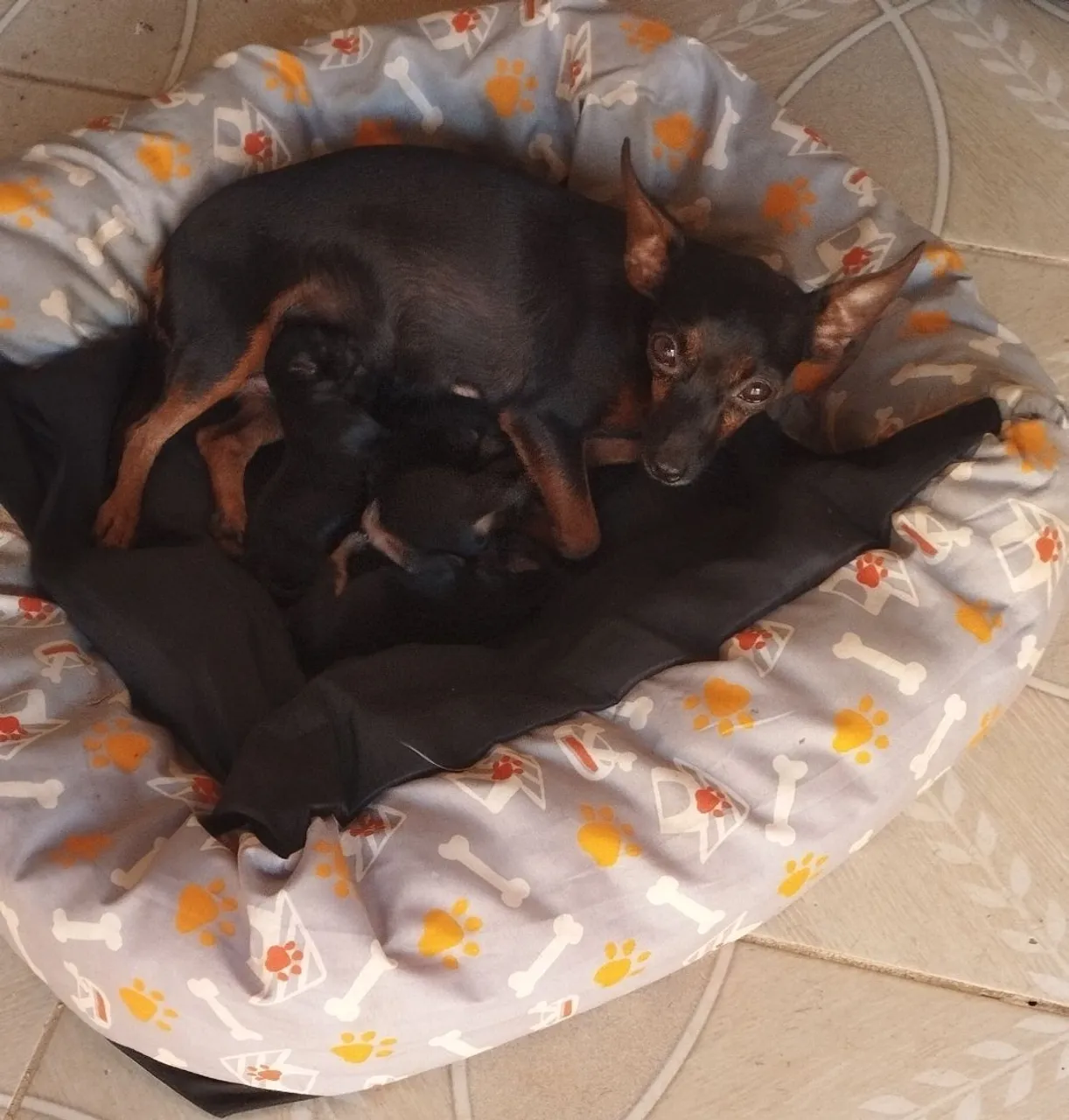 Pinscher original tabela do 0