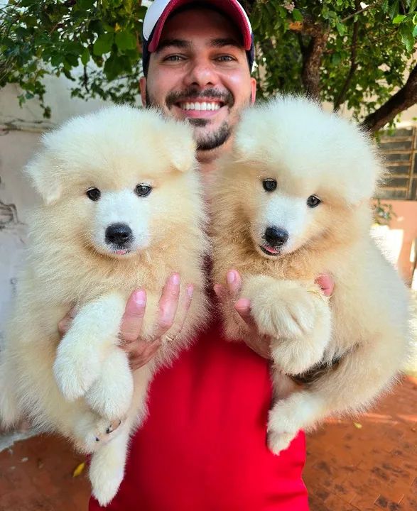 Filhotes de Samoieda de ALTÍSSIMO PADRÃO - Foto 5