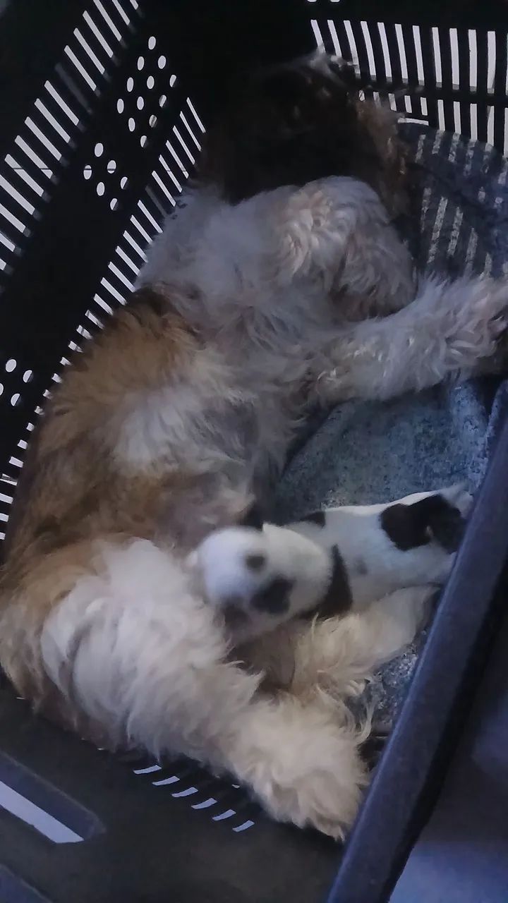 Filhote Shih Tzu - Foto 5