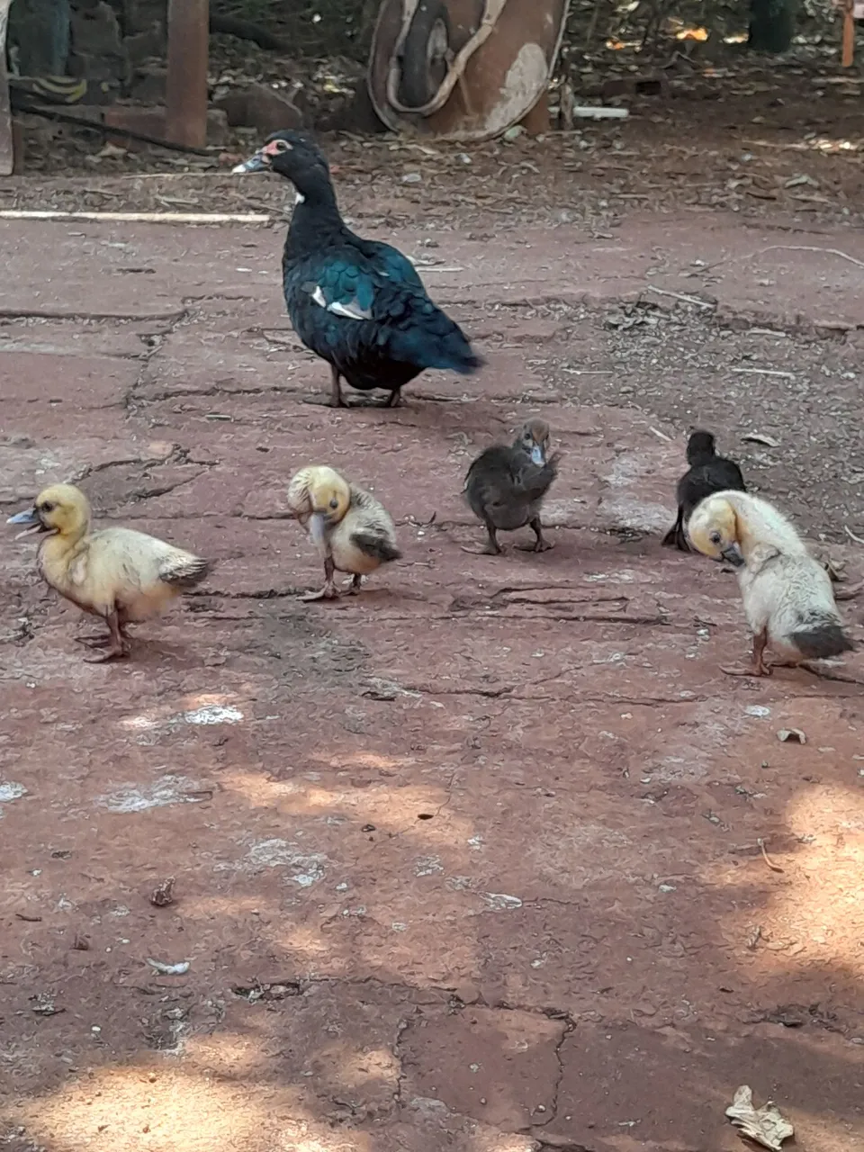 Filhotes de patos lindos e saudáveis