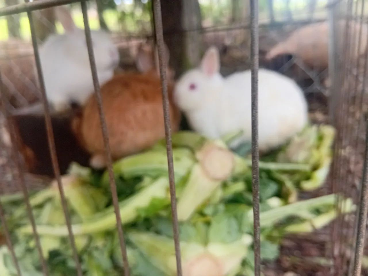 Coelhos 64168604183681121