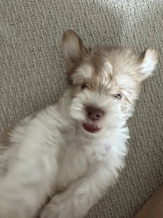 * * * FILHOTE POODLE TOY * * * - Foto 4