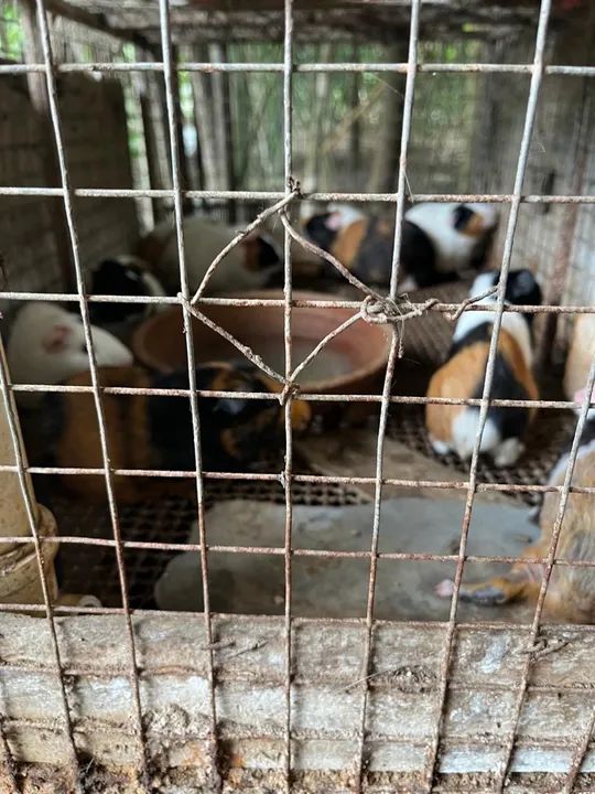 Porquinhos da índia  - Foto 4