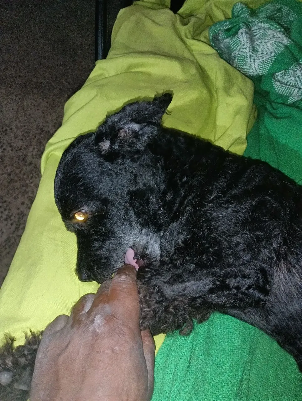 Poodle com Spitz alemão