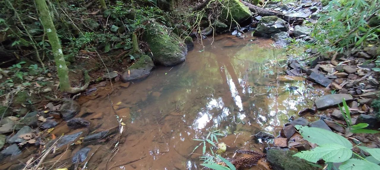 Sítio,com arroio, piscina natural,muita natureza  - Foto 5