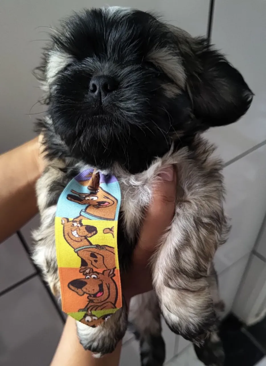 Filhote Shih Tzu