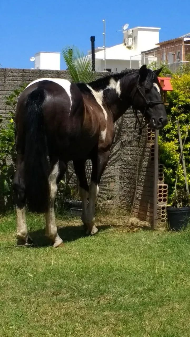 Cavalo criolo registrado  - Foto 3