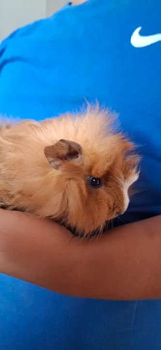 Porquinho da india peludinho 