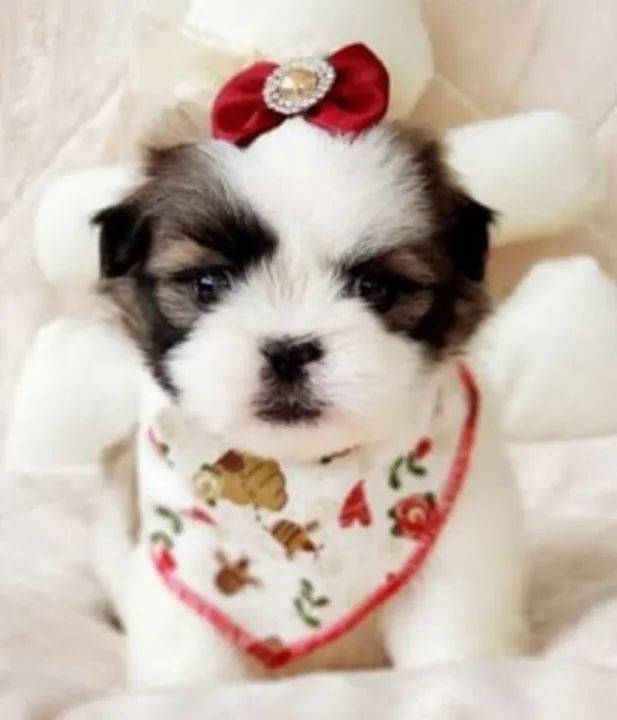 Lindos filhotes de Mini Shitzu com garantia e kit filhote  - Foto 3