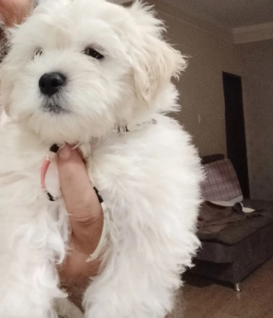 Filhote lindo Maltipoo
