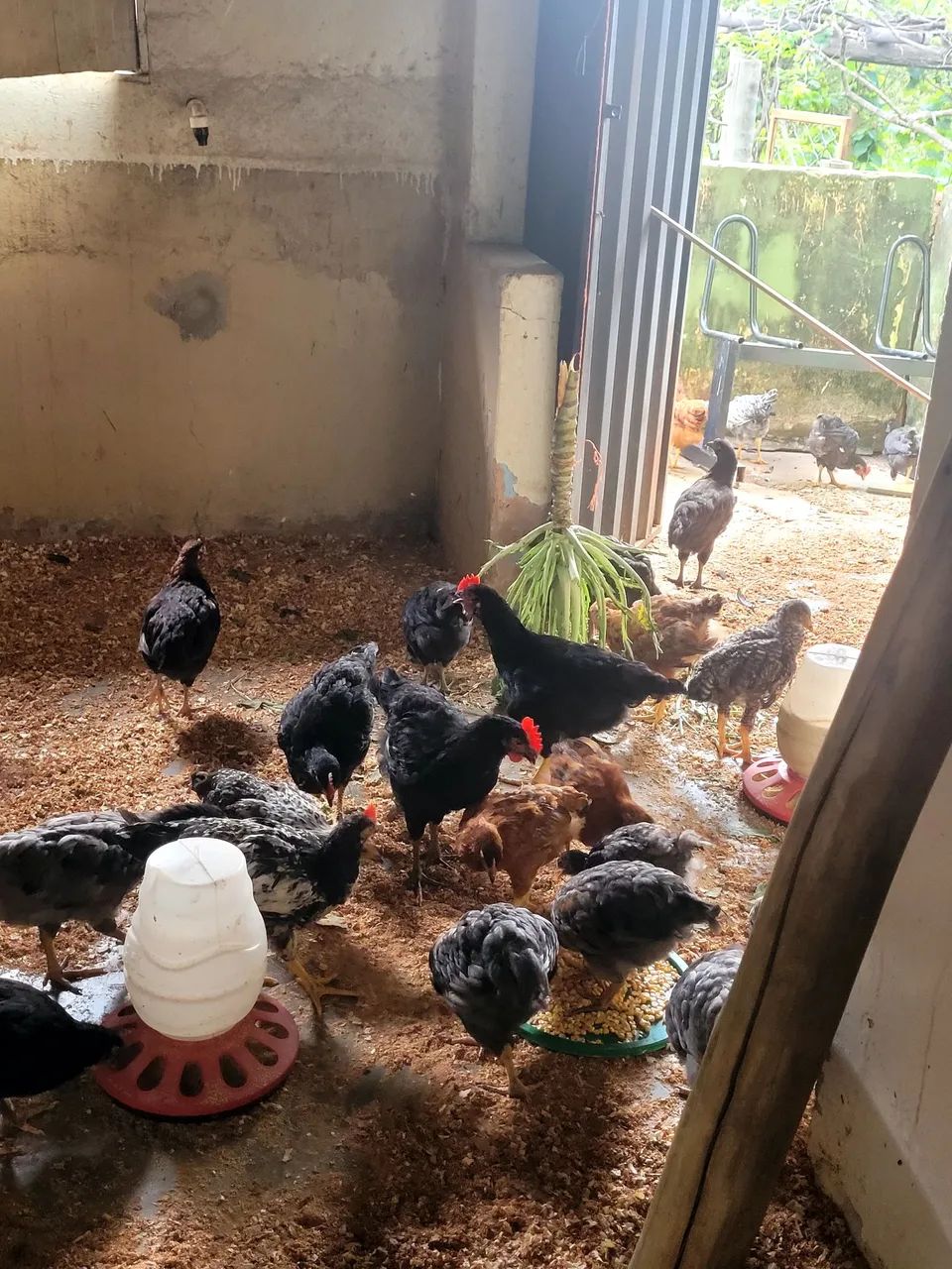 Frangas poedeiras  - Foto 2