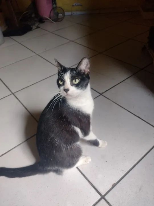 Adoção responsável 