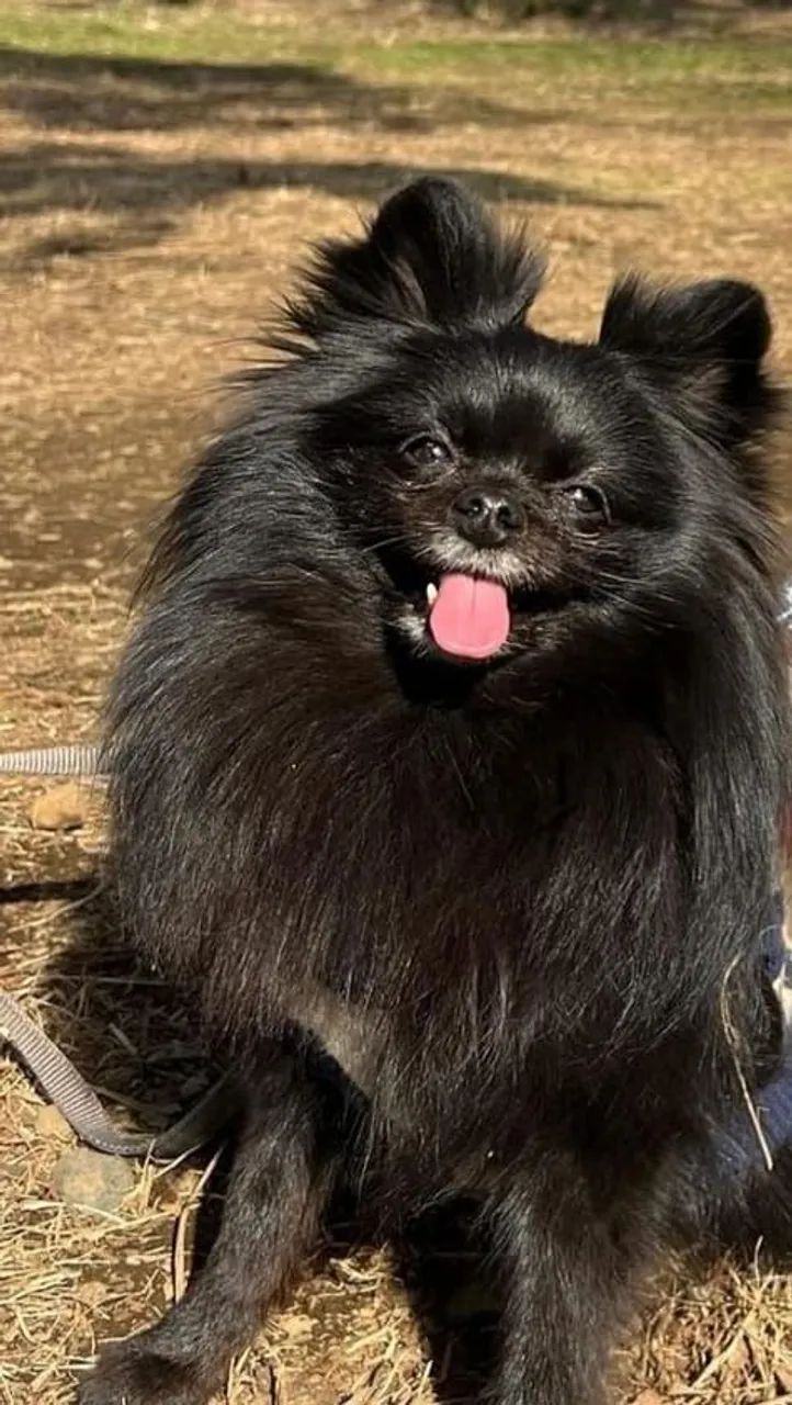 Spitz alemão fêmea procura namorado