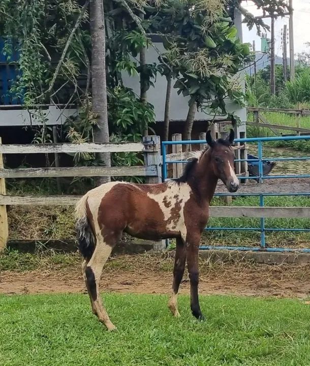 Potro com genética do Favacho Estanho!!!!
