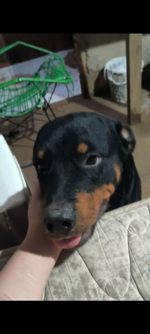 Procuro namorada para meu cachorro - Foto 3