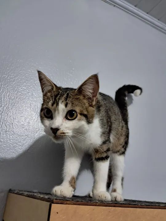 Gatinhos pra adoção (gato) - Foto 4