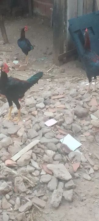 Estou vendo galinha rodilan 2 frango carioca 1galo carioca - Foto 3
