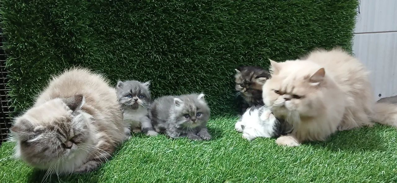 Persa filhote  - Foto 3