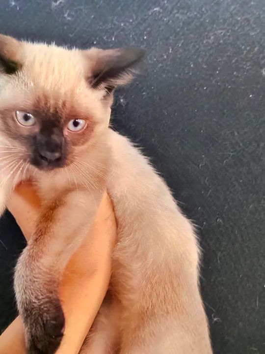 Gatinho Siamês disponível  - Foto 5