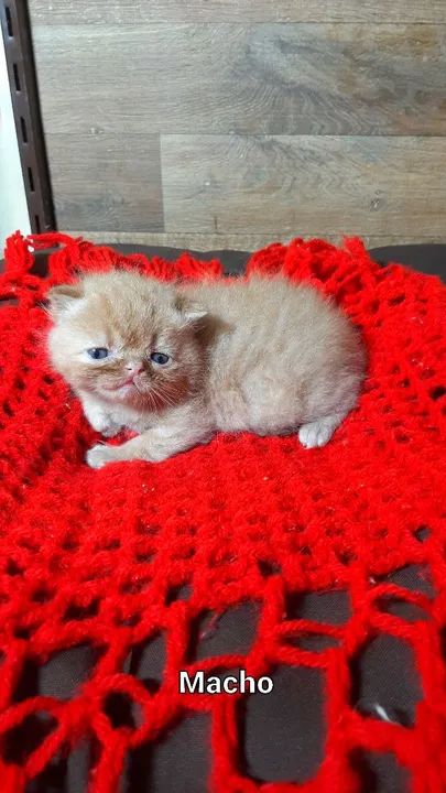 Filhotes de Persa "Perfeição" - Foto 3