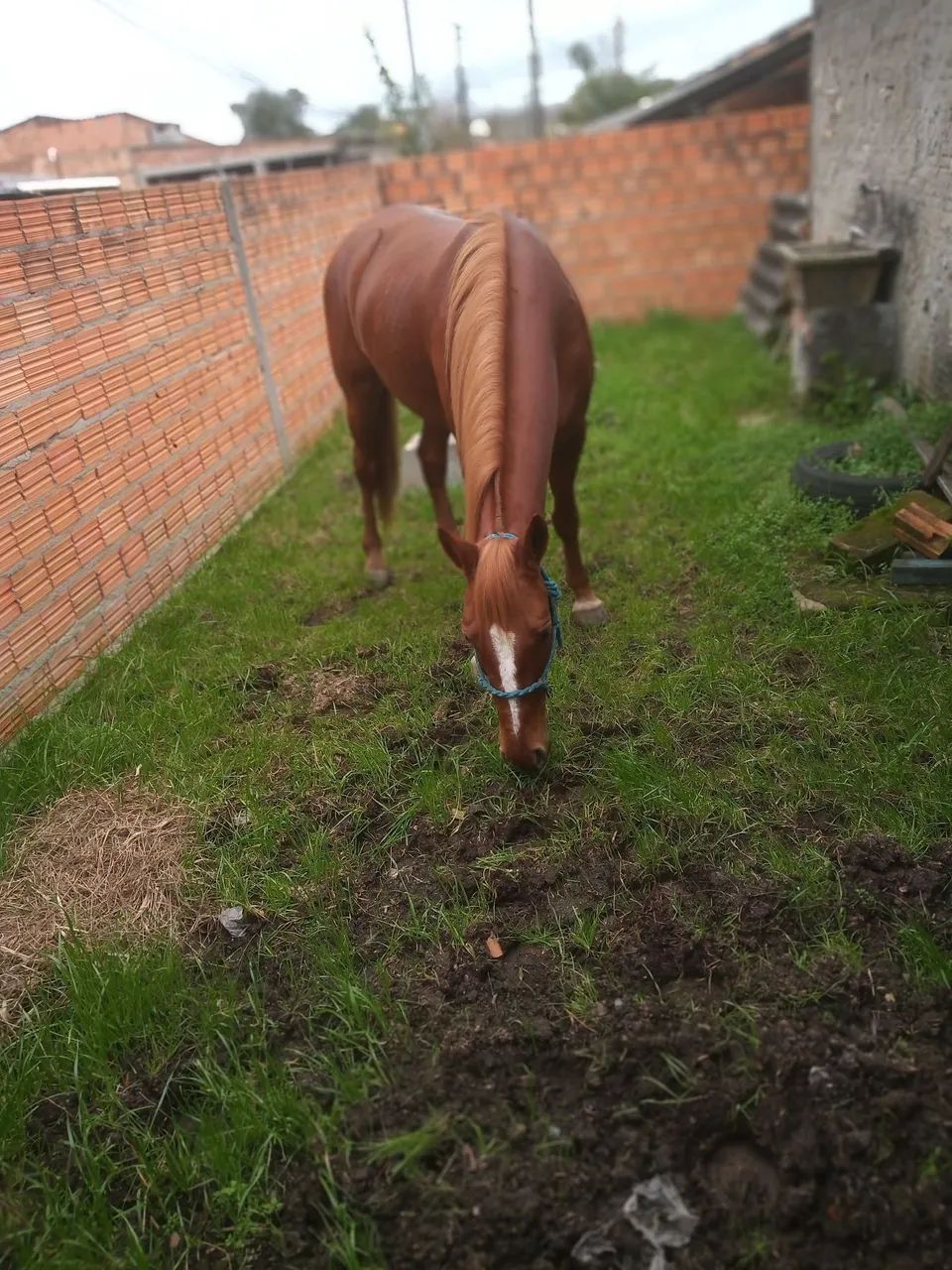 Égua quarto de milha com mangalarga 