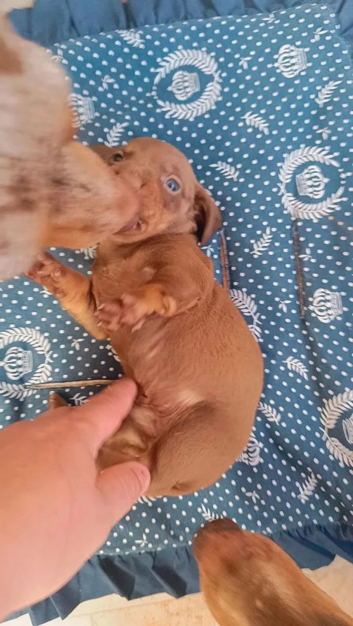 Venda de cachorro Basset  - Foto 4