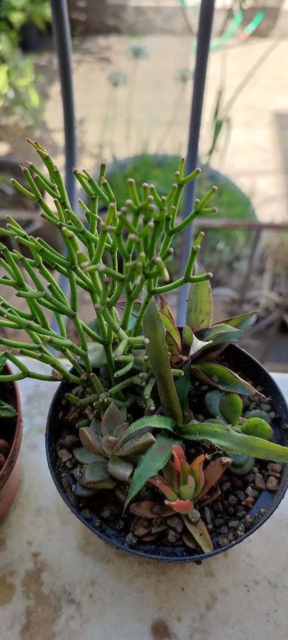Suculentas lindas  - Foto 6