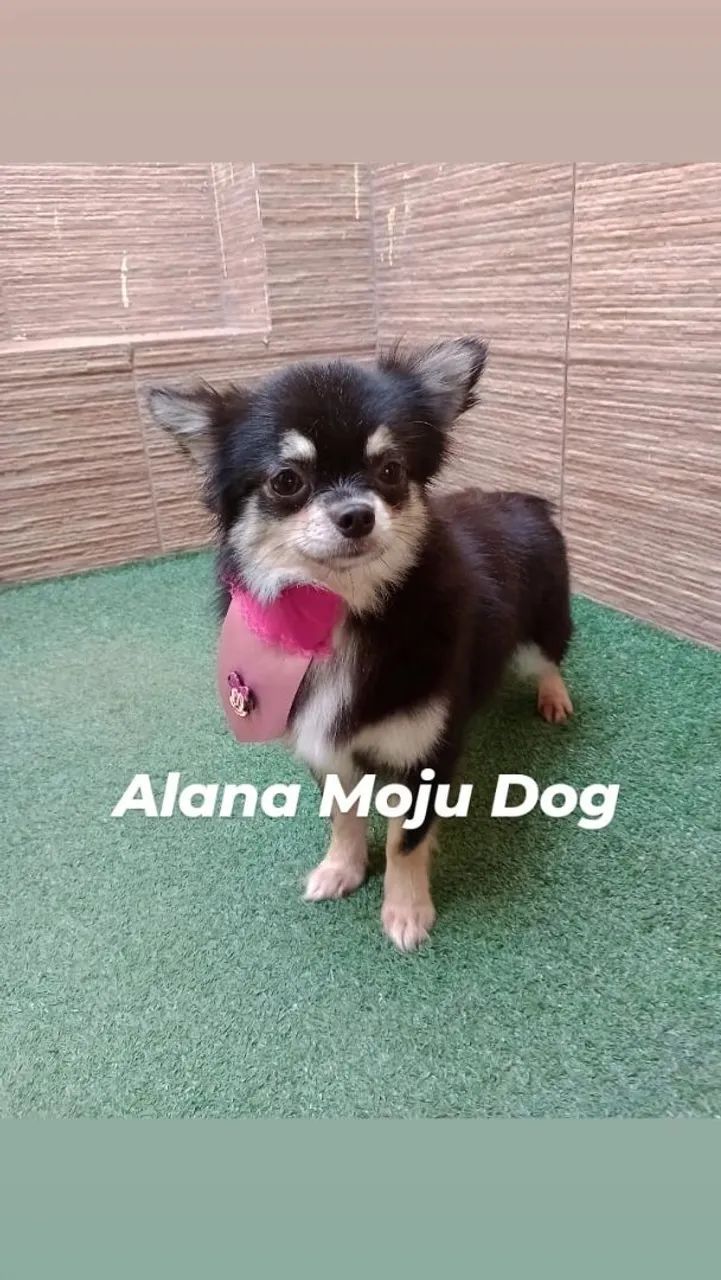 Sale Philippines Olx Chihuahua Puppies For Sale Available