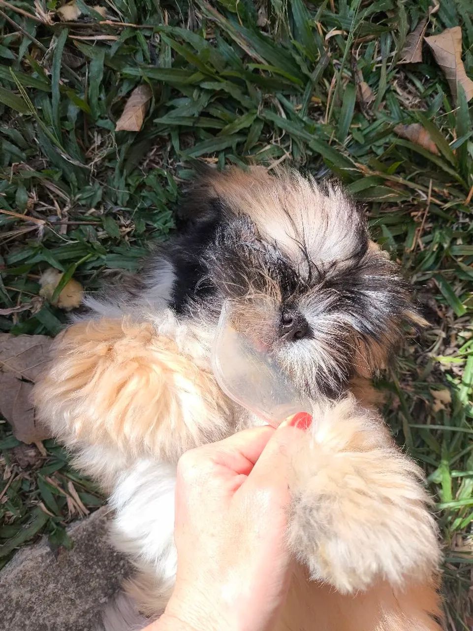 Filhote Shih Tzu Macho 
