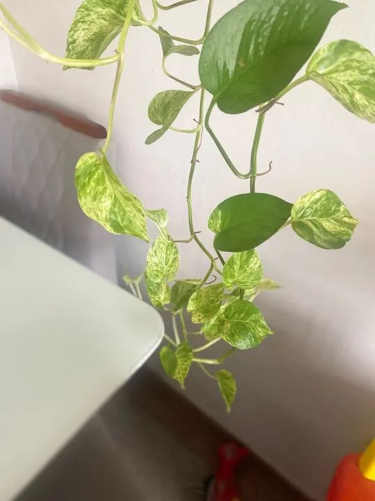 Planta Jiboia Variegata 2 metros  - Foto 2