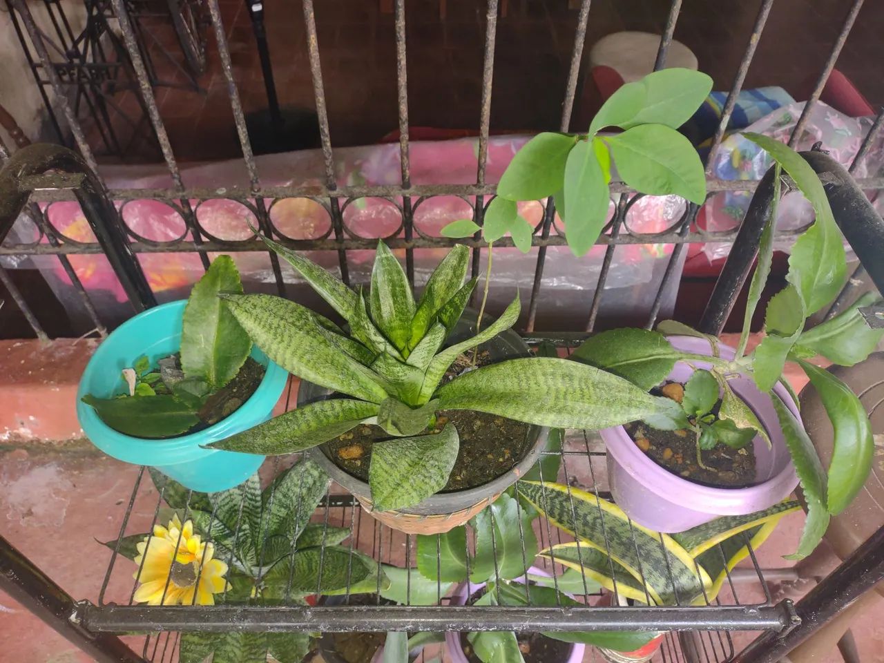 Vários tipos de plantas para jardim.a partir de 15 reais. - Foto 4