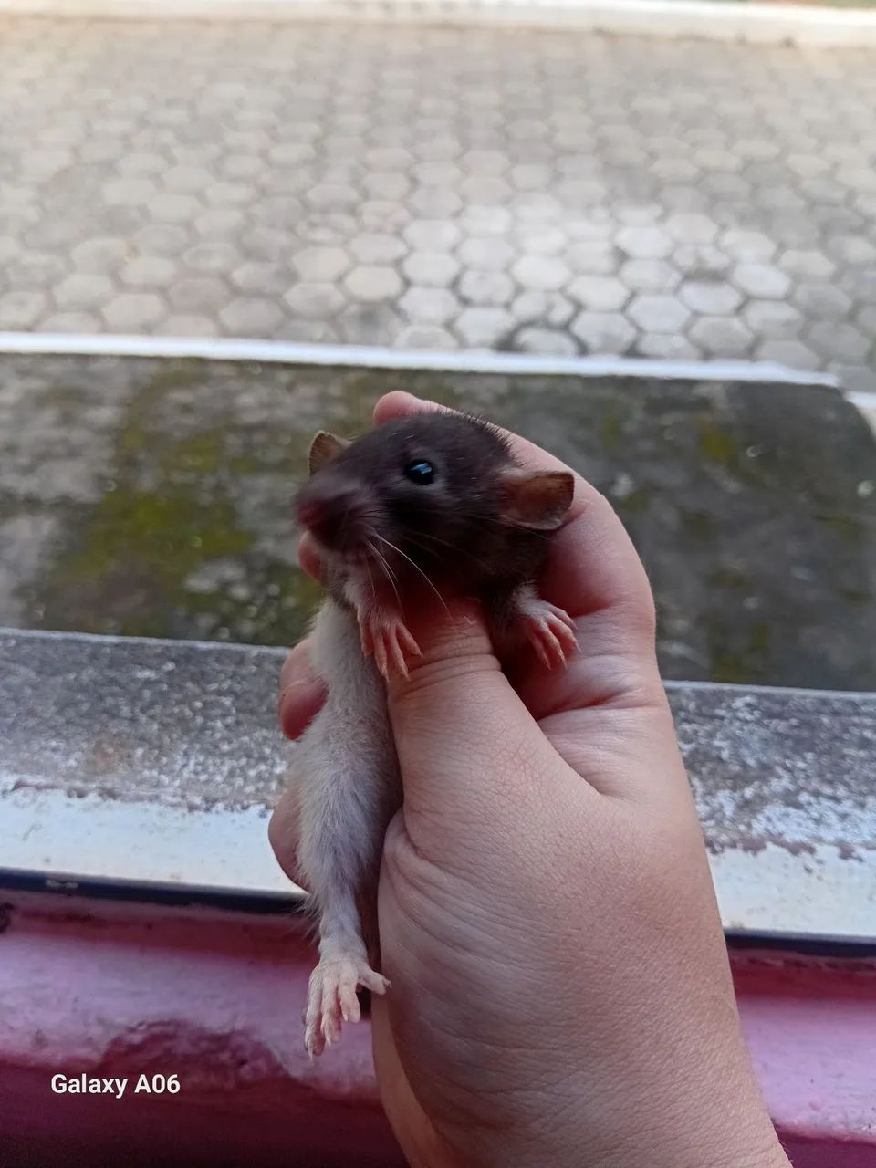 Ratinho de estimação - Filhotes charmosos! - Foto 2