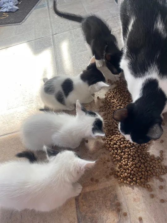 Doação de gatinhos filhotes  - Foto 4