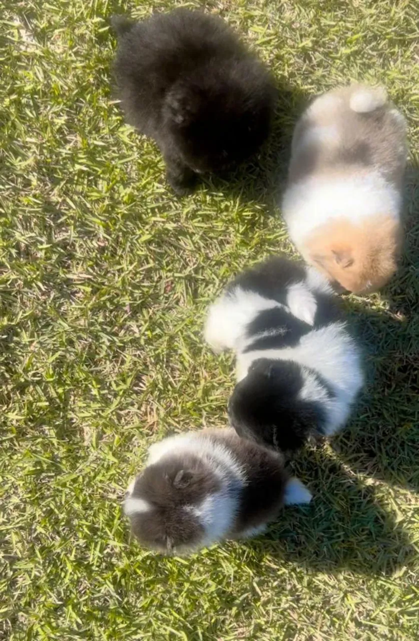 Filhotes de Spitz Alemão disponíveis machos e fêmeas somente whats *