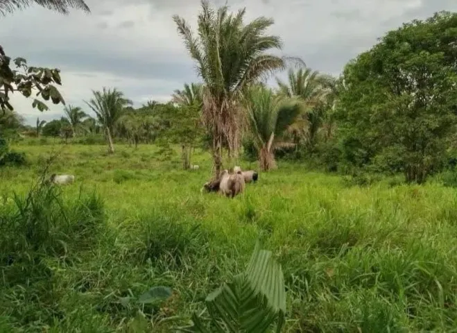 Chácara a 6km do Centro de Presidente Dutra MA