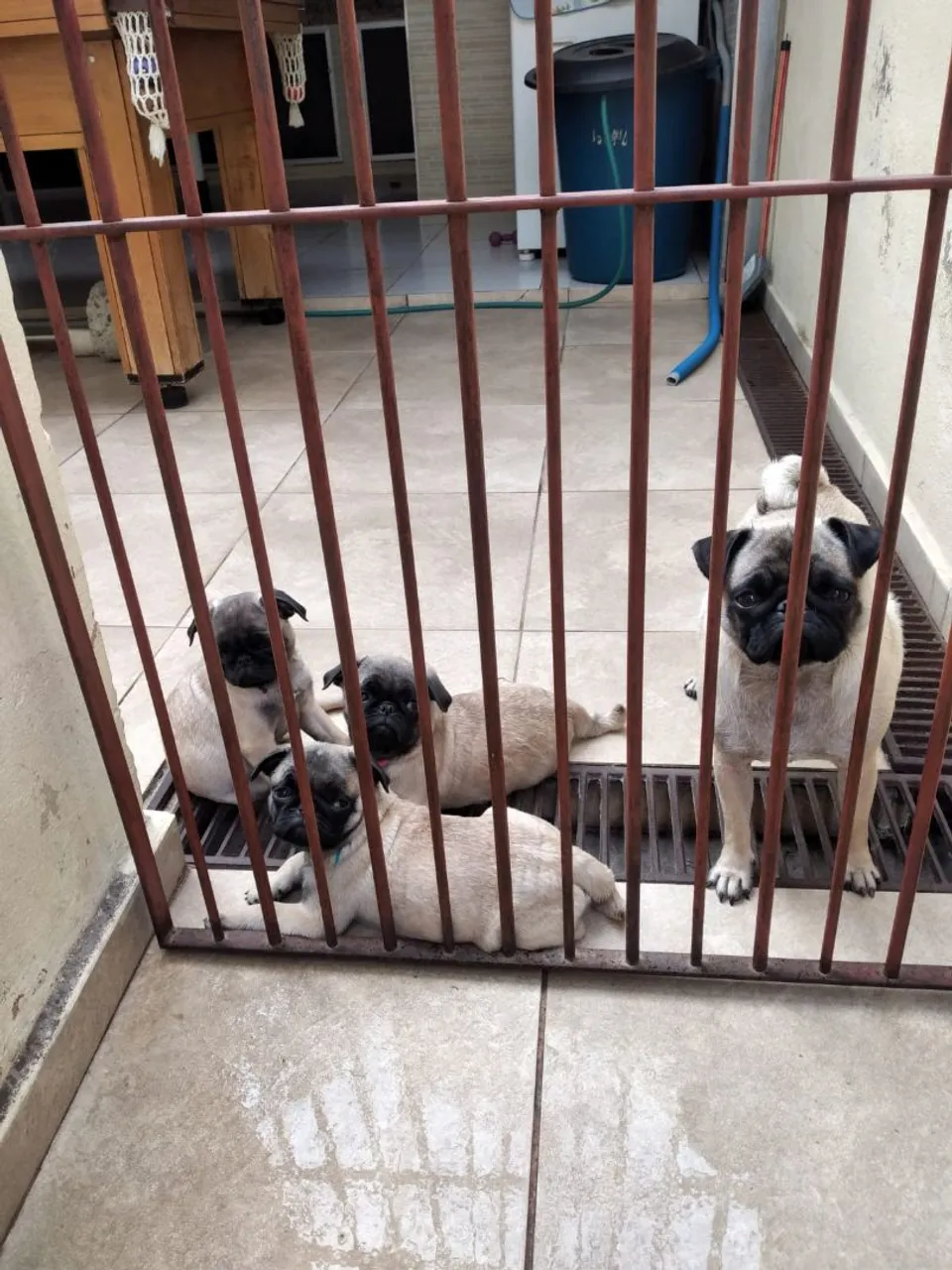 Filhotes de Pug para venda 1macho e 1 Fêmea