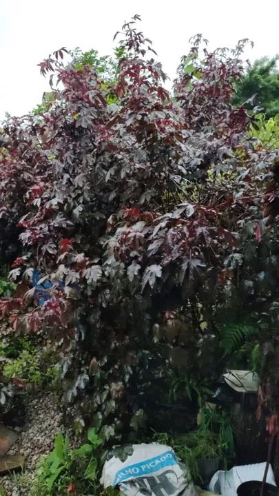 Mudas de Hibisco Roxo - Foto 4